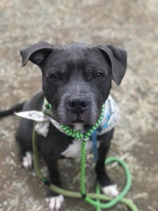 Rex, an adoptable Pit Bull Terrier, Mixed Breed in Philadelphia, PA, 19140 | Photo Image 3