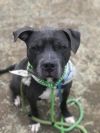 Rex photo 3