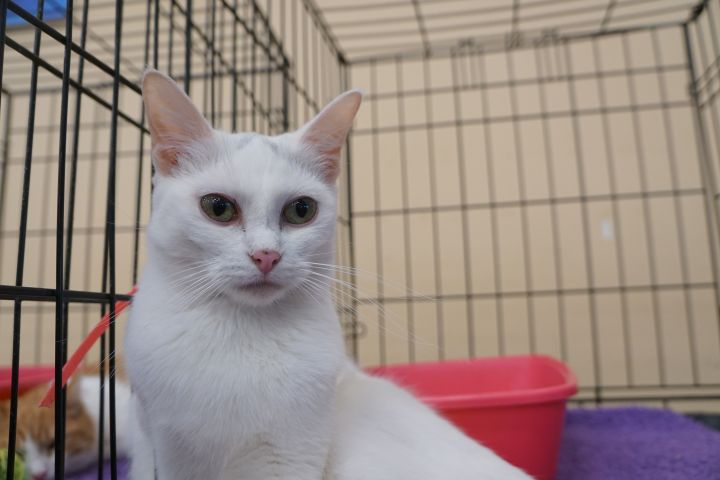 Cat For Adoption Coconut A Turkish Angora Turkish Van Mix In Buena Park Ca Petfinder