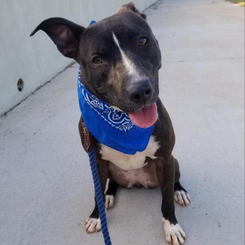 Gia 9589, an adoptable Pit Bull Terrier in Cumming, GA, 30040 | Photo Image 1