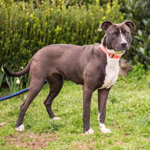 Gia 9589, an adoptable Pit Bull Terrier in Cumming, GA, 30040 | Photo Image 2