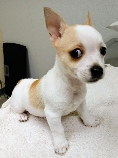 Dog For Adoption Louisiana A Chihuahua Jack Russell Terrier