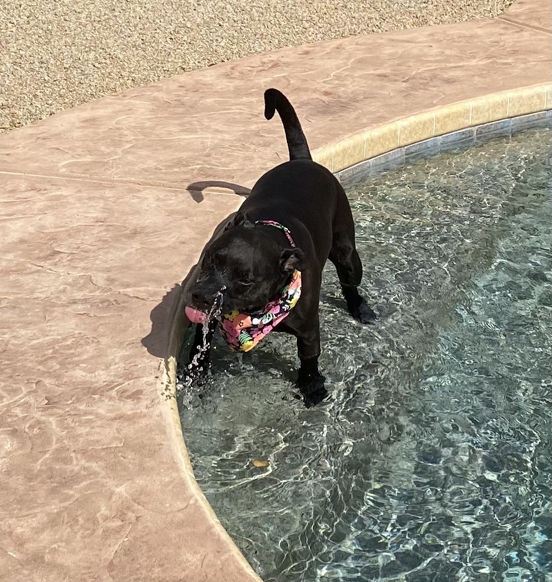 Zeus, an adoptable Pit Bull Terrier, Labrador Retriever in Phoenix, AZ, 85029 | Photo Image 1