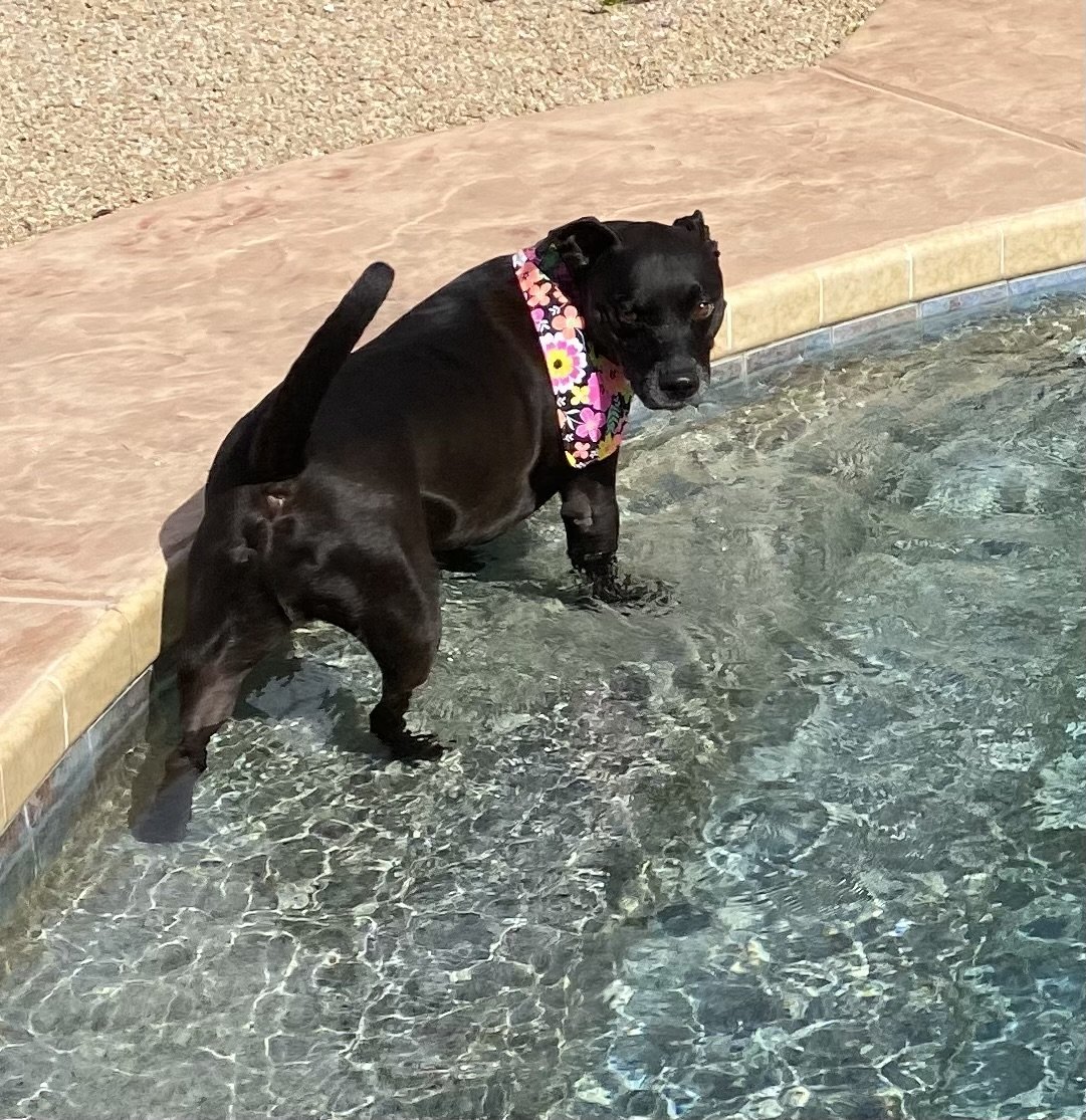 Zeus, an adoptable Pit Bull Terrier, Labrador Retriever in Phoenix, AZ, 85029 | Photo Image 2