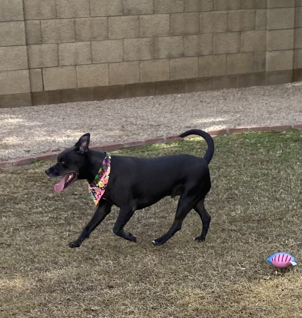 Zeus, an adoptable Pit Bull Terrier, Labrador Retriever in Phoenix, AZ, 85029 | Photo Image 3