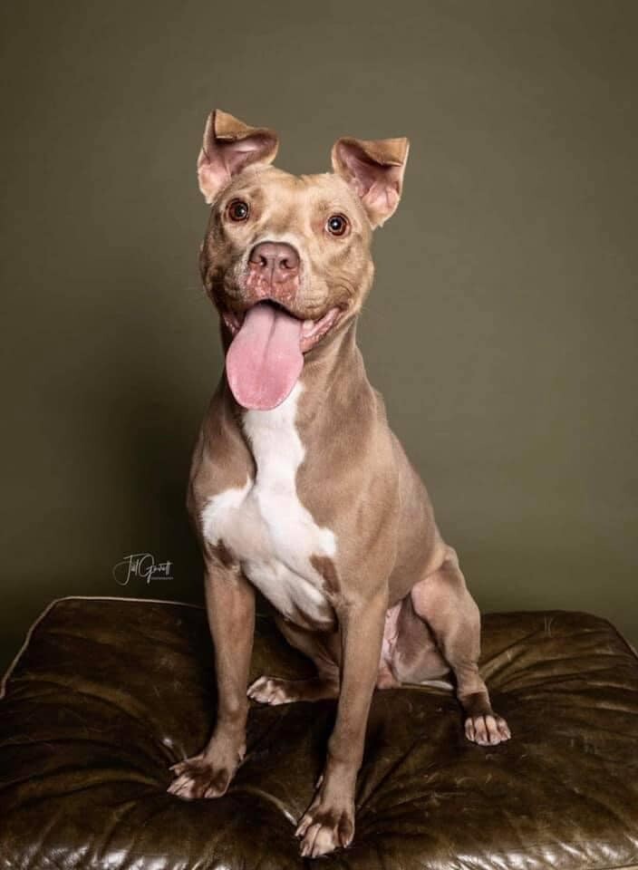 Whitney, an adoptable American Staffordshire Terrier, Mixed Breed in Grafton, MA, 01519 | Photo Image 3