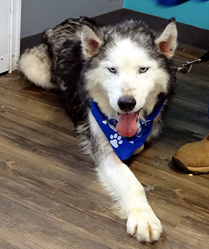 Gloucester, VA - Alaskan Malamute. Meet Tucker a Pet for Adoption 