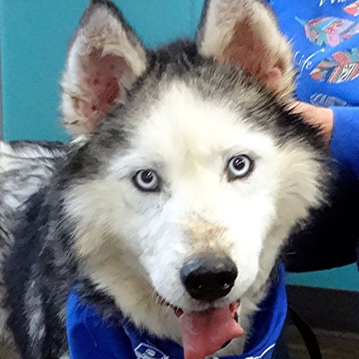 Gloucester, VA - Alaskan Malamute. Meet Tucker a Pet for Adoption 