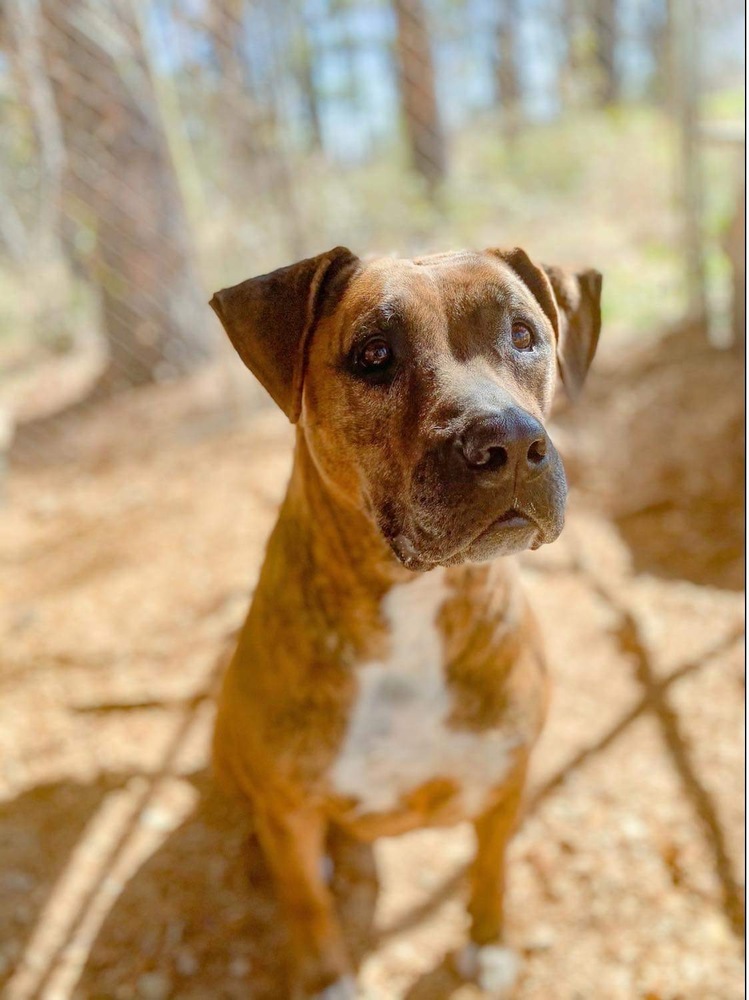 Gracie, an adoptable Boxer, American Bulldog in Troy, AL, 36081 | Photo Image 1