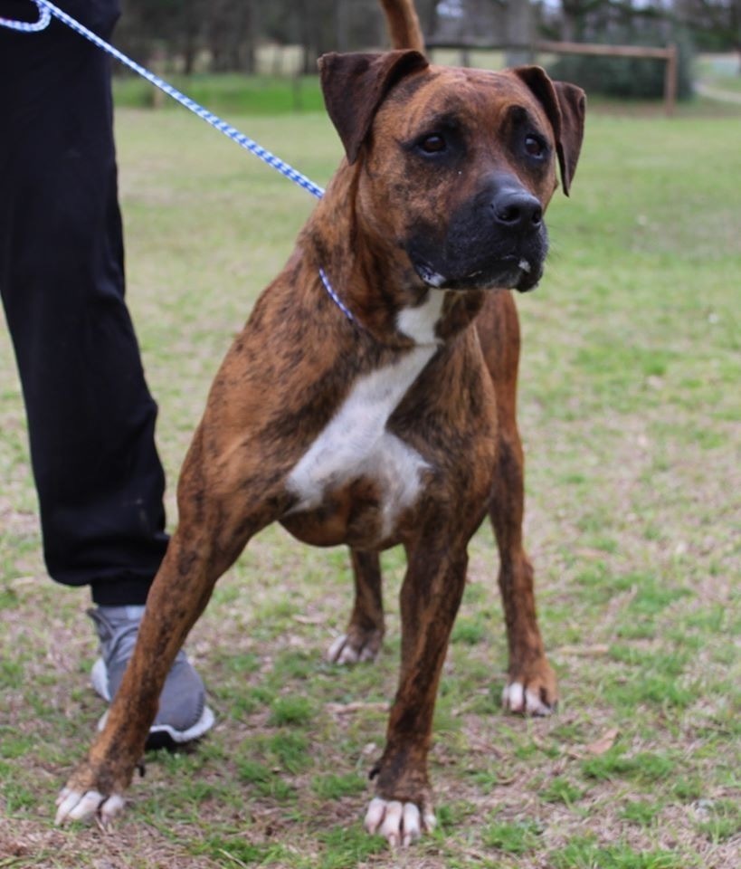 Gracie, an adoptable Boxer, American Bulldog in Troy, AL, 36081 | Photo Image 2