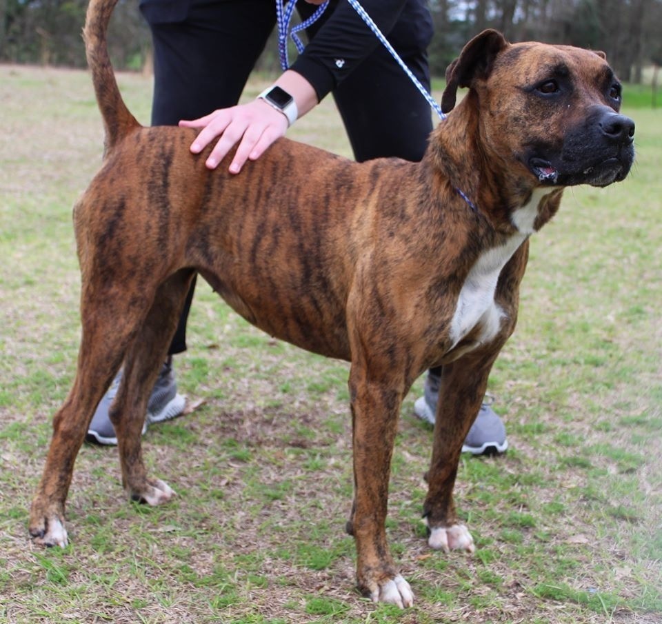 Gracie, an adoptable Boxer, American Bulldog in Troy, AL, 36081 | Photo Image 3
