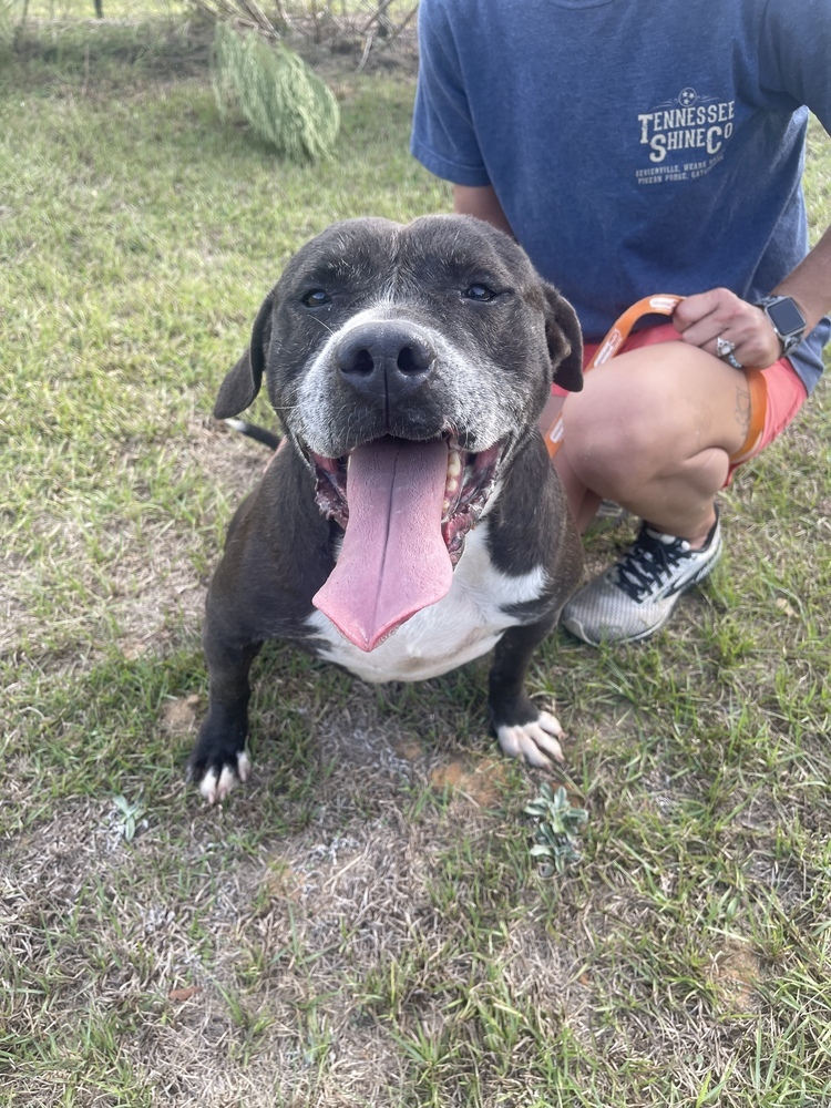 Bonanza, an adoptable Labrador Retriever, American Bulldog in Troy, AL, 36081 | Photo Image 1