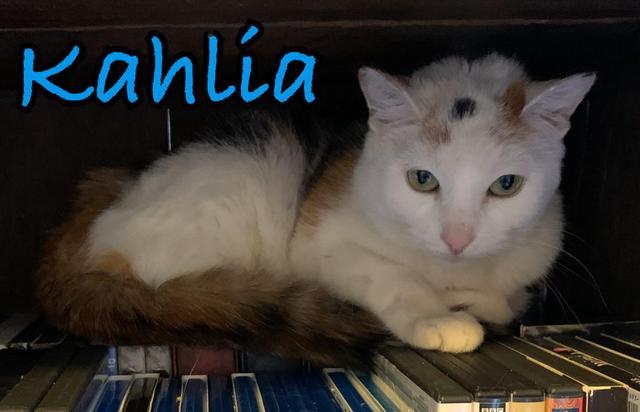 Kahlia, an adoptable Domestic Short Hair in Sandy, UT, 84070 | Photo Image 1