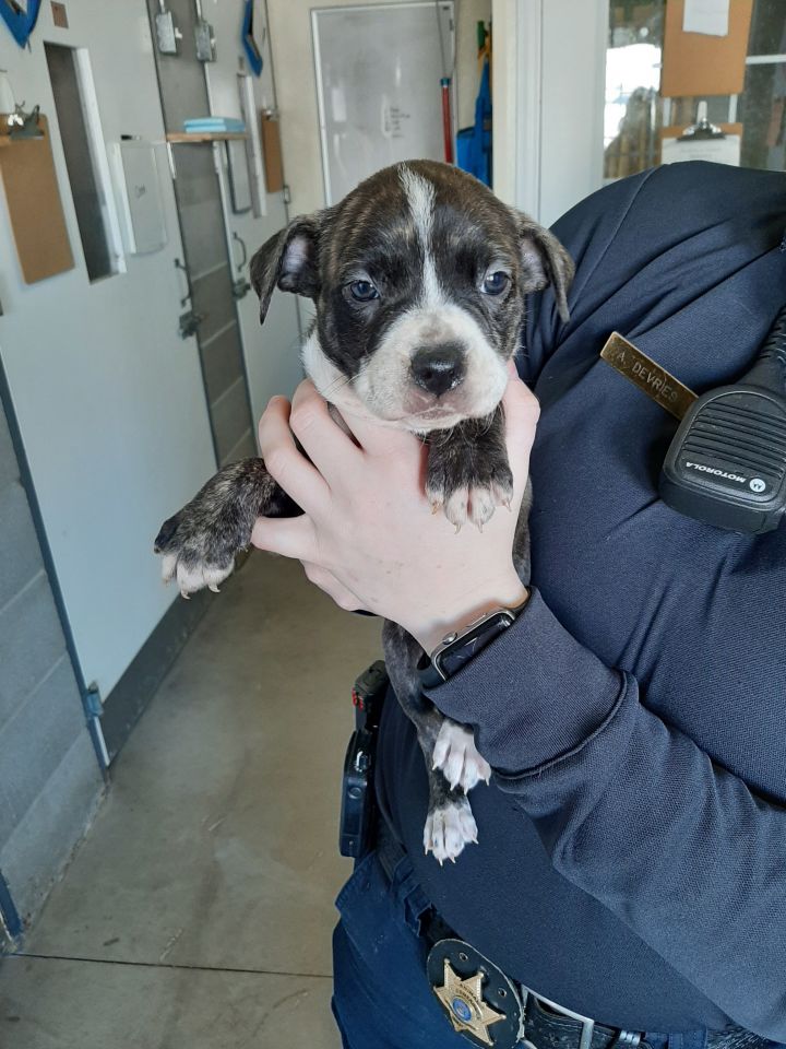 Kasmir, an adoptable Terrier & Boxer Mix in Lake Odessa, MI