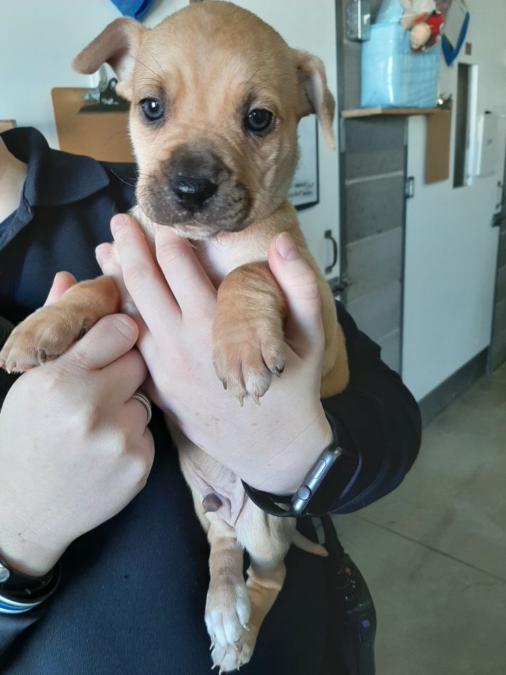 Buddha, an adoptable Terrier Mix in Lake Odessa, MI