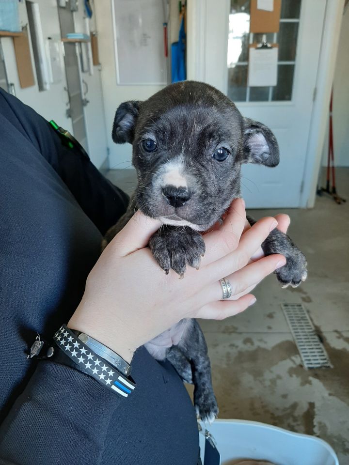 Kamika, an adoptable Terrier & Boxer Mix in Lake Odessa, MI