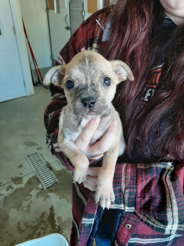 Jovie, an adoptable Terrier & Boxer Mix in Lake Odessa, MI