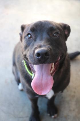 Slink, an adoptable Black Labrador Retriever, German Shepherd Dog in New Orleans, LA, 70115 | Photo Image 1