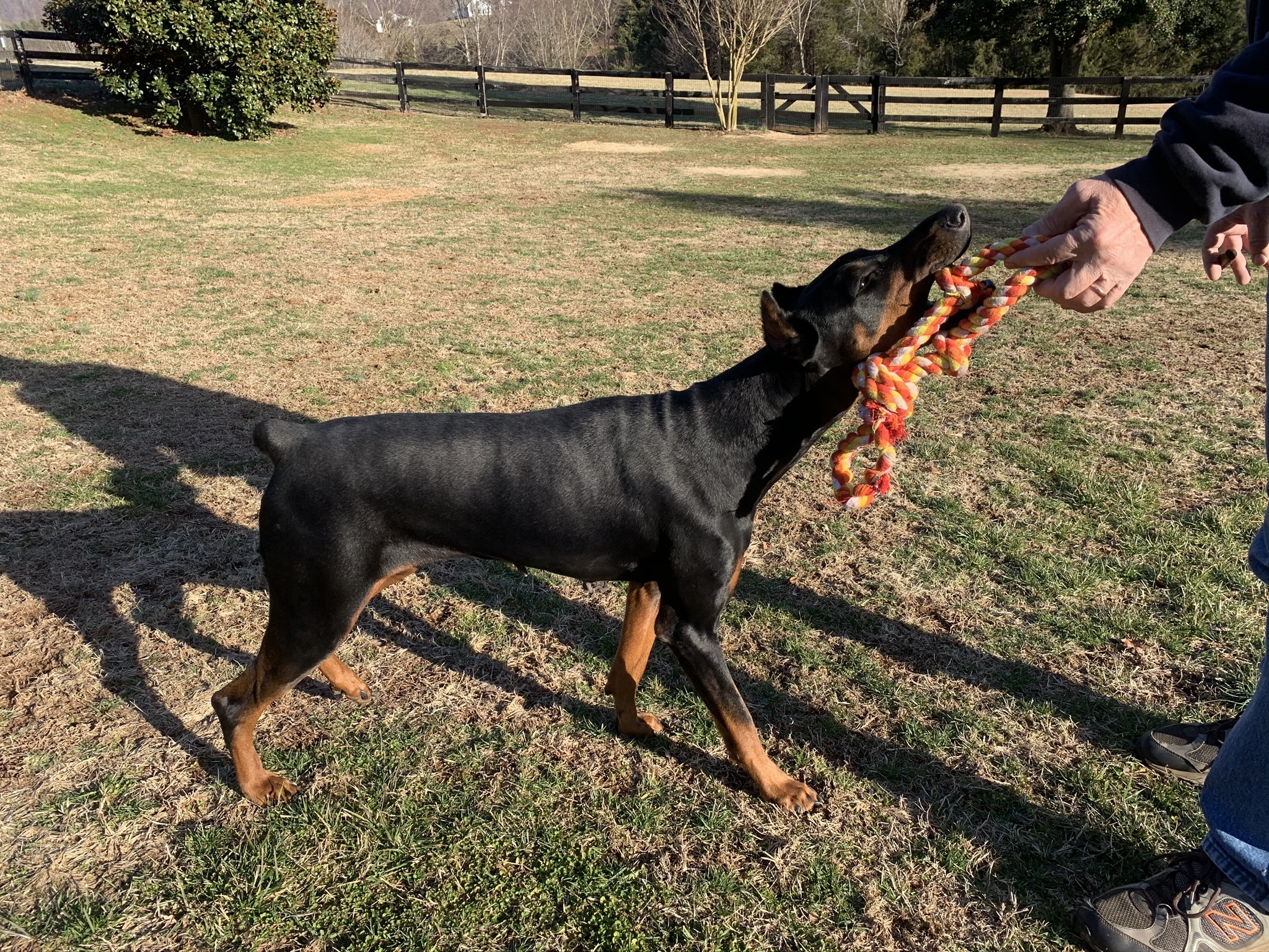 Sophie, an adoptable Doberman Pinscher in Arlington, VA, 22204 | Photo Image 2