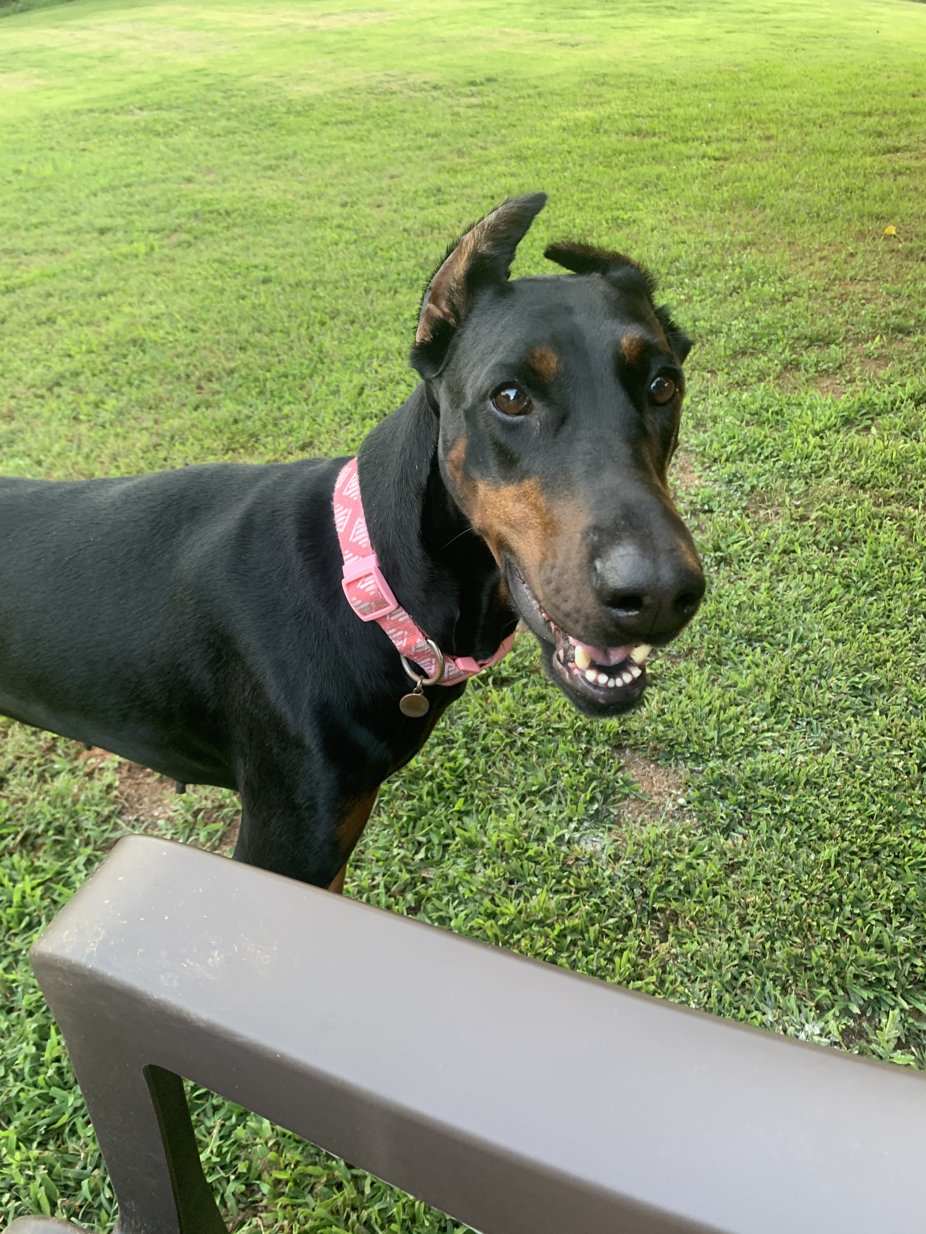 Sophie, an adoptable Doberman Pinscher in Arlington, VA, 22204 | Photo Image 1