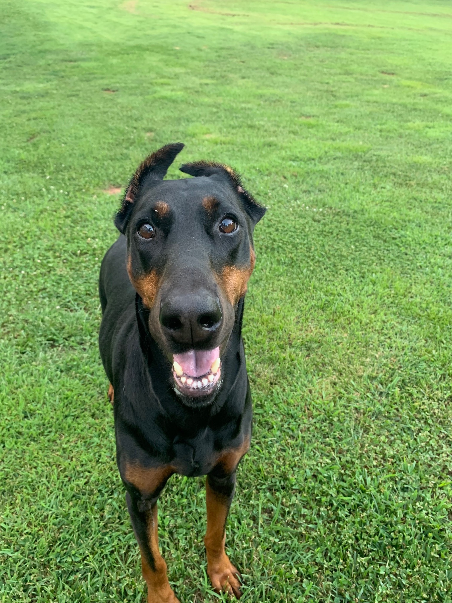 Sophie, an adoptable Doberman Pinscher in Arlington, VA, 22204 | Photo Image 3