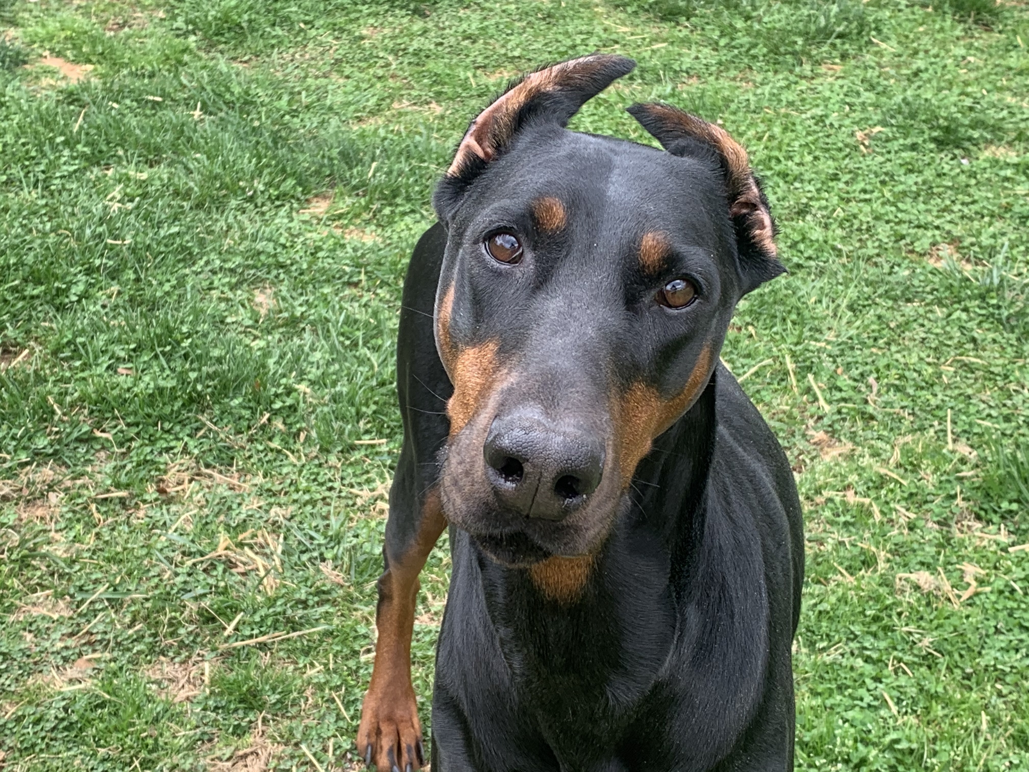 Sophie, an adoptable Doberman Pinscher in Arlington, VA, 22204 | Photo Image 4