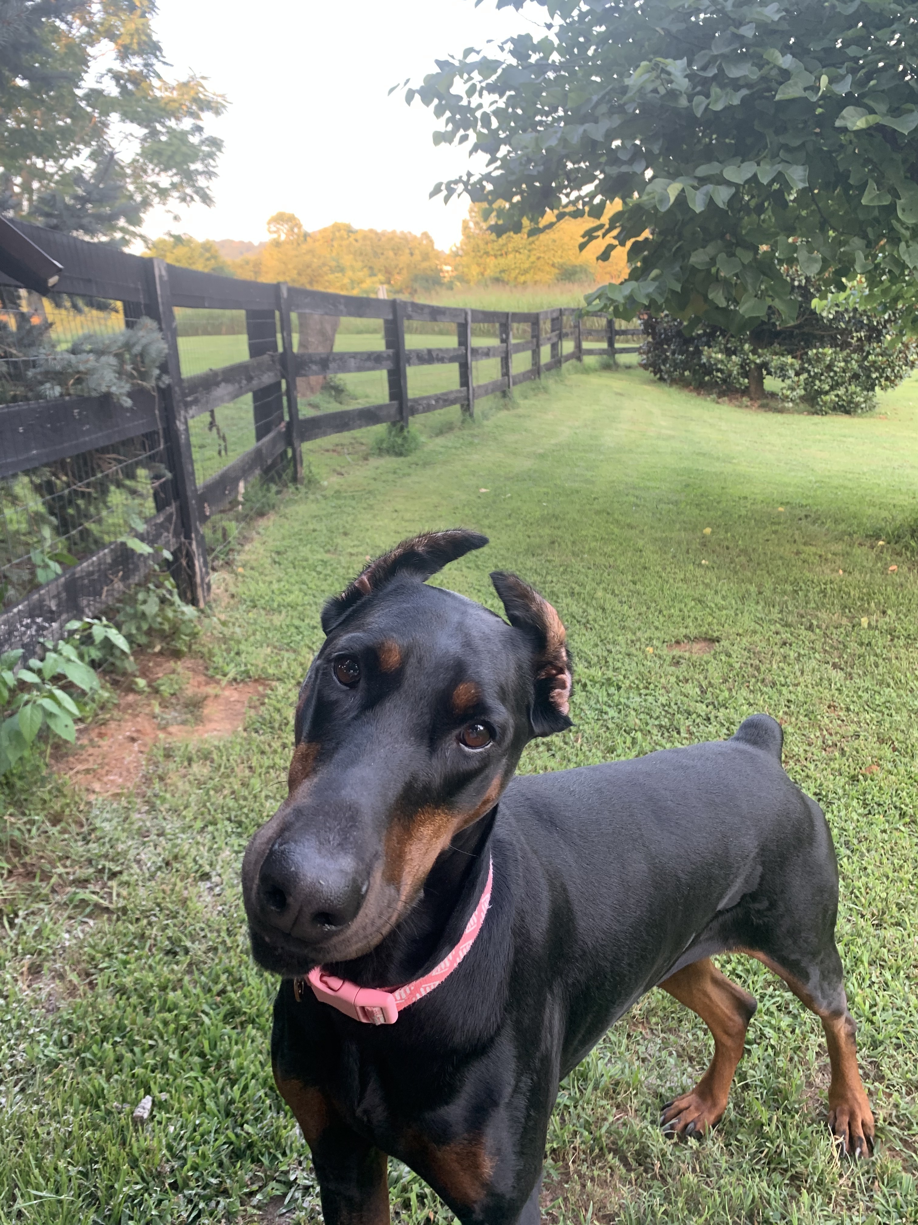 Sophie, an adoptable Doberman Pinscher in Arlington, VA, 22204 | Photo Image 5