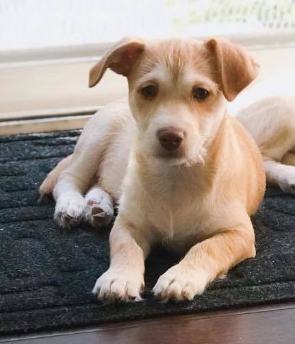 Dog For Adoption Aberdeen A Jack Russell Terrier Labrador
