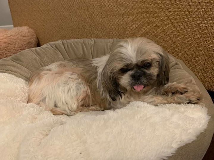 Dog For Adoption Cha Cha A Shih Tzu In Seattle Wa Petfinder