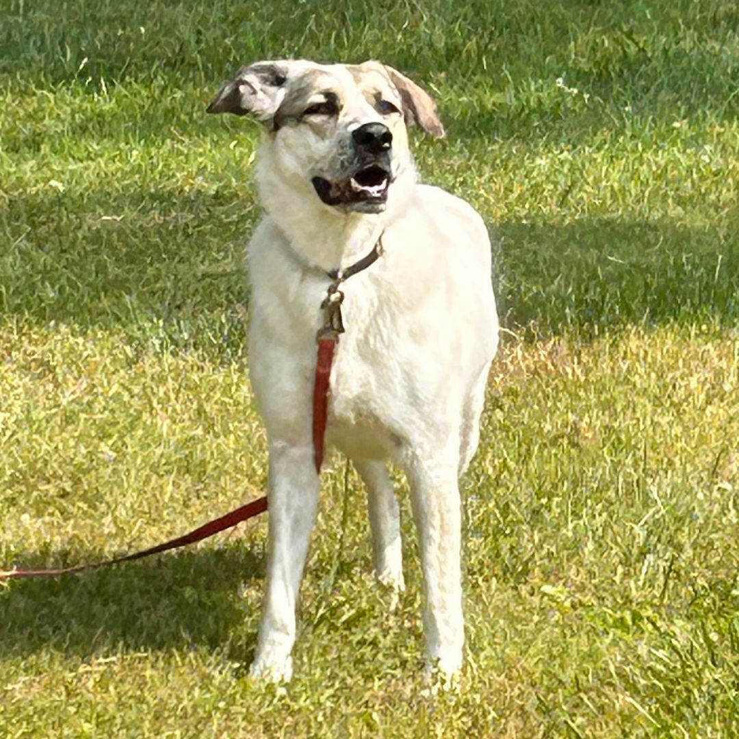 D'Lynn, an adoptable Great Pyrenees in Somerset, KY, 42502 | Photo Image 2