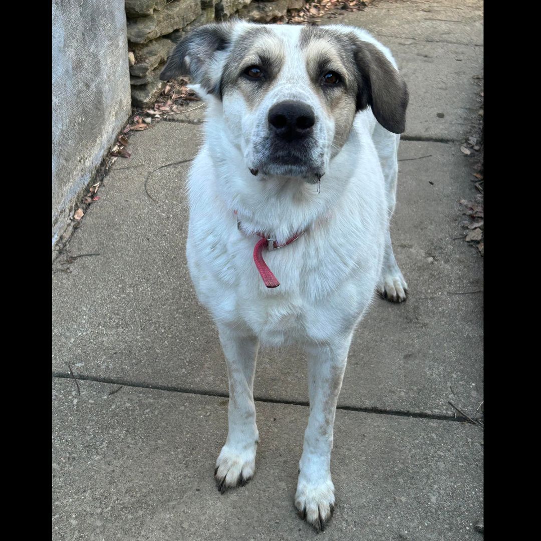 D'Lynn, an adoptable Great Pyrenees in Somerset, KY, 42502 | Photo Image 3