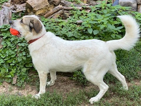 D'Lynn, an adoptable Great Pyrenees in Somerset, KY, 42502 | Photo Image 4