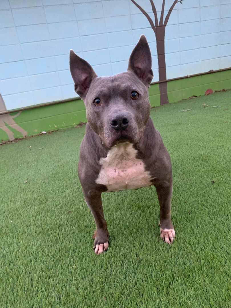Miller  *out of state needs foster/adopter in Buffalo*, an adoptable Pit Bull Terrier in Derby, NY, 14047 | Photo Image 2