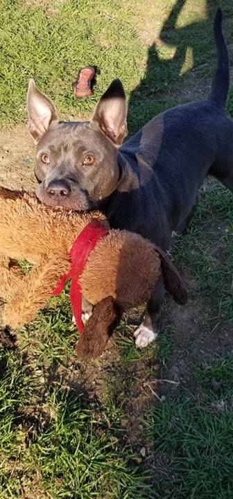 Miller  *out of state needs foster/adopter in Buffalo*, an adoptable Pit Bull Terrier in Derby, NY, 14047 | Photo Image 3