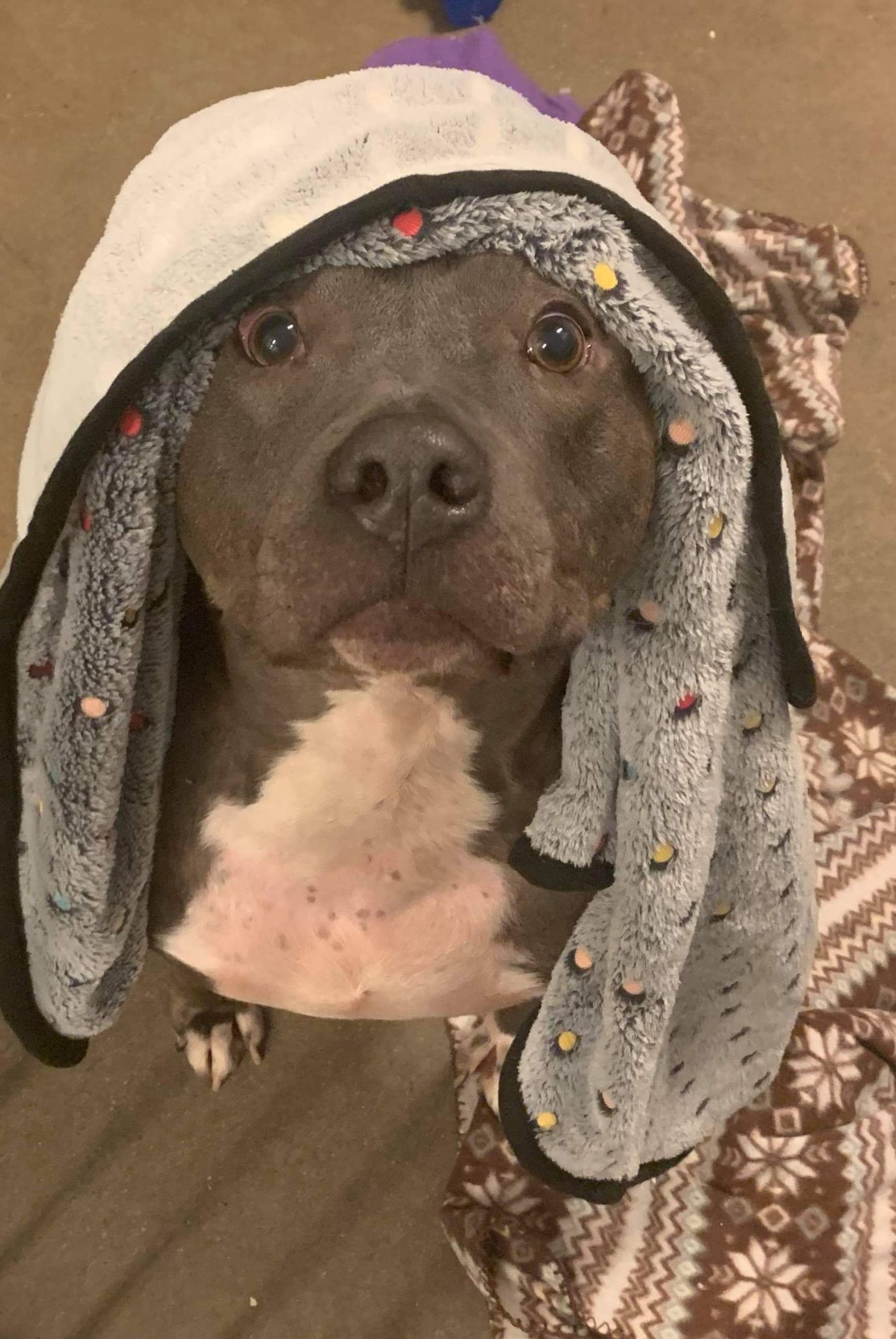 Miller  *out of state needs foster/adopter in Buffalo*, an adoptable Pit Bull Terrier in Derby, NY, 14047 | Photo Image 4