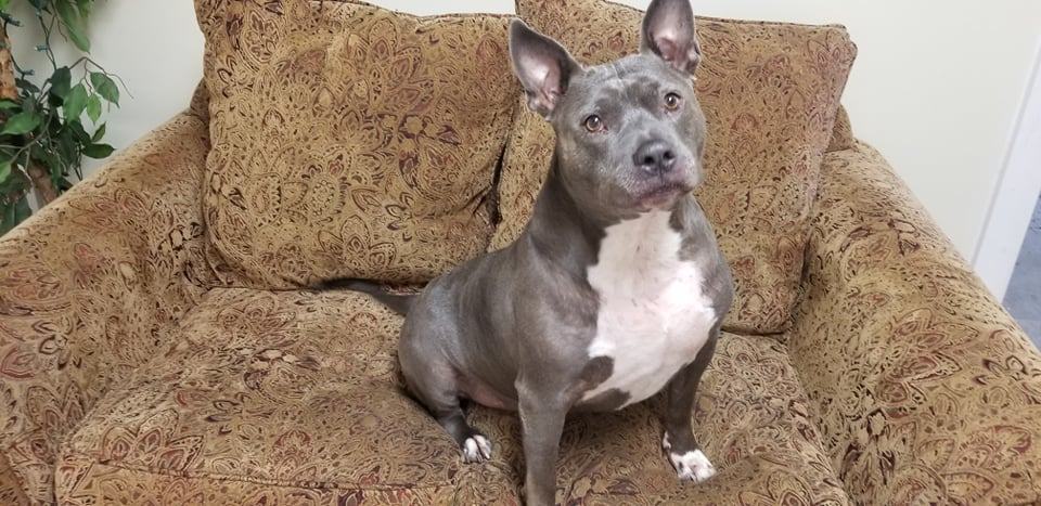 Miller  *out of state needs foster/adopter in Buffalo*, an adoptable Pit Bull Terrier in Derby, NY, 14047 | Photo Image 6