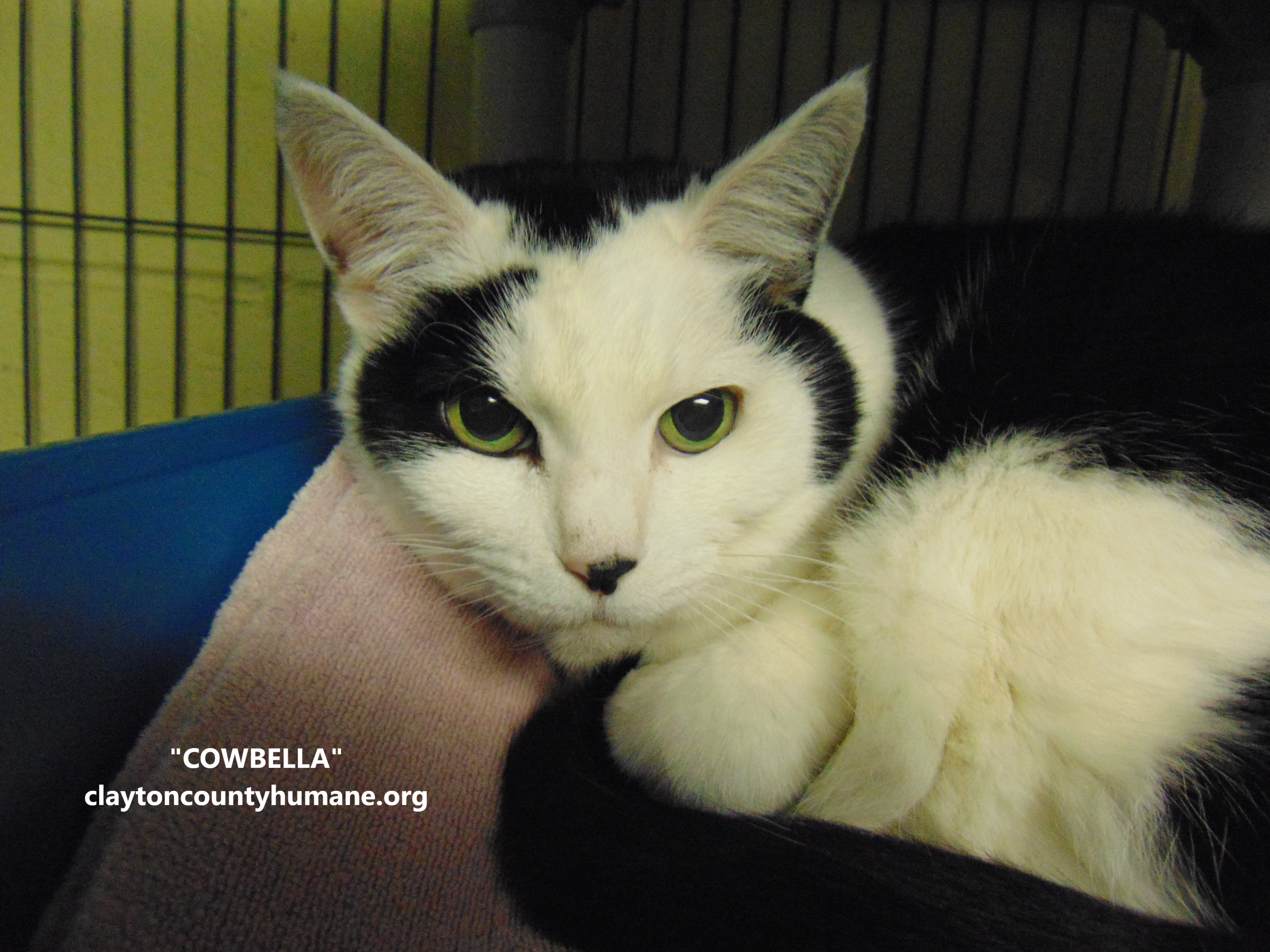 Cowbella, an adoptable Domestic Short Hair in Jonesboro, GA, 30236 | Photo Image 1