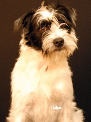 Dogs For Adoption Near Banner Elk Nc Petfinder