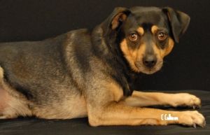 Dogs For Adoption Near Banner Elk Nc Petfinder