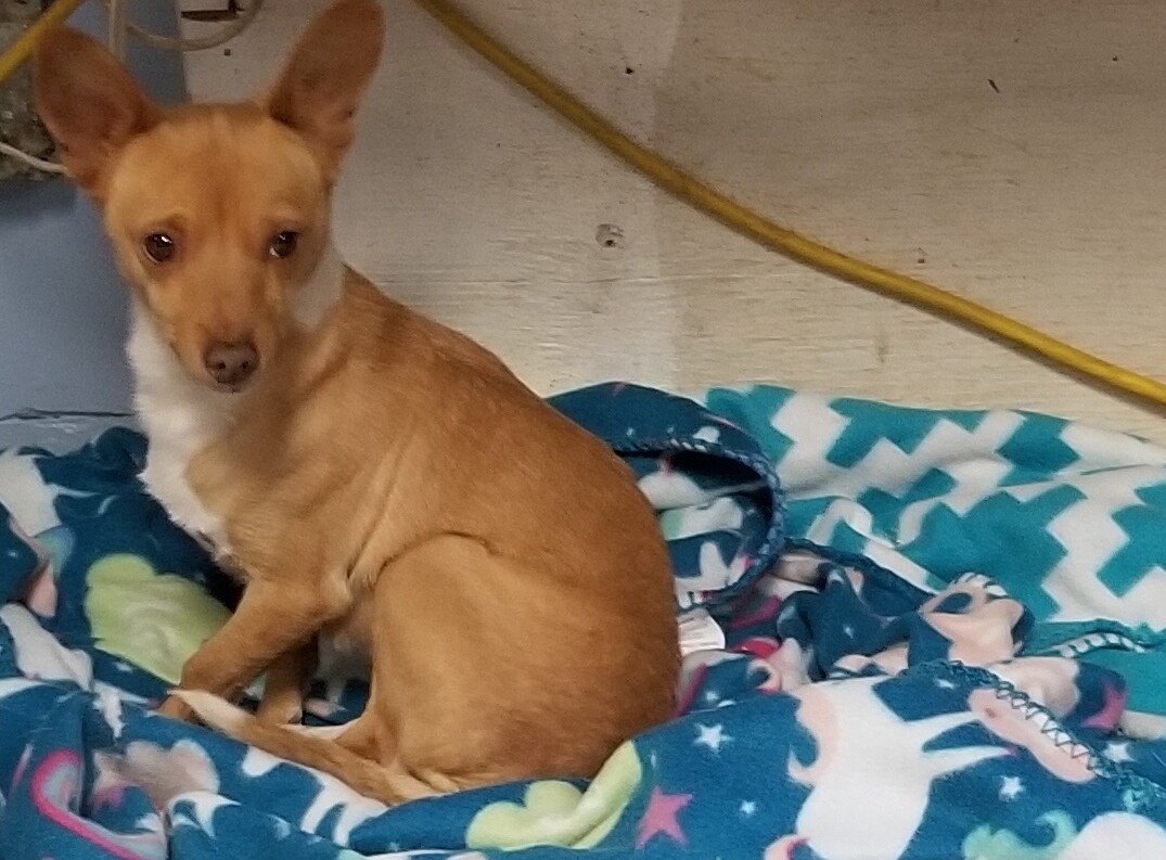 Jase, an adoptable Basenji, Chihuahua in Lodi, CA, 95241 | Photo Image 2