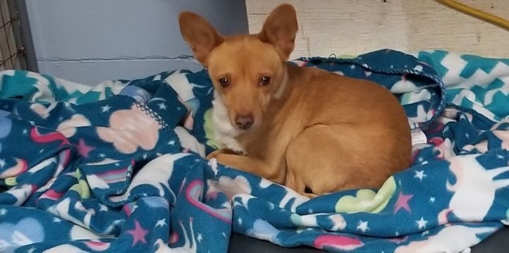 Basenji and chihuahua store mix