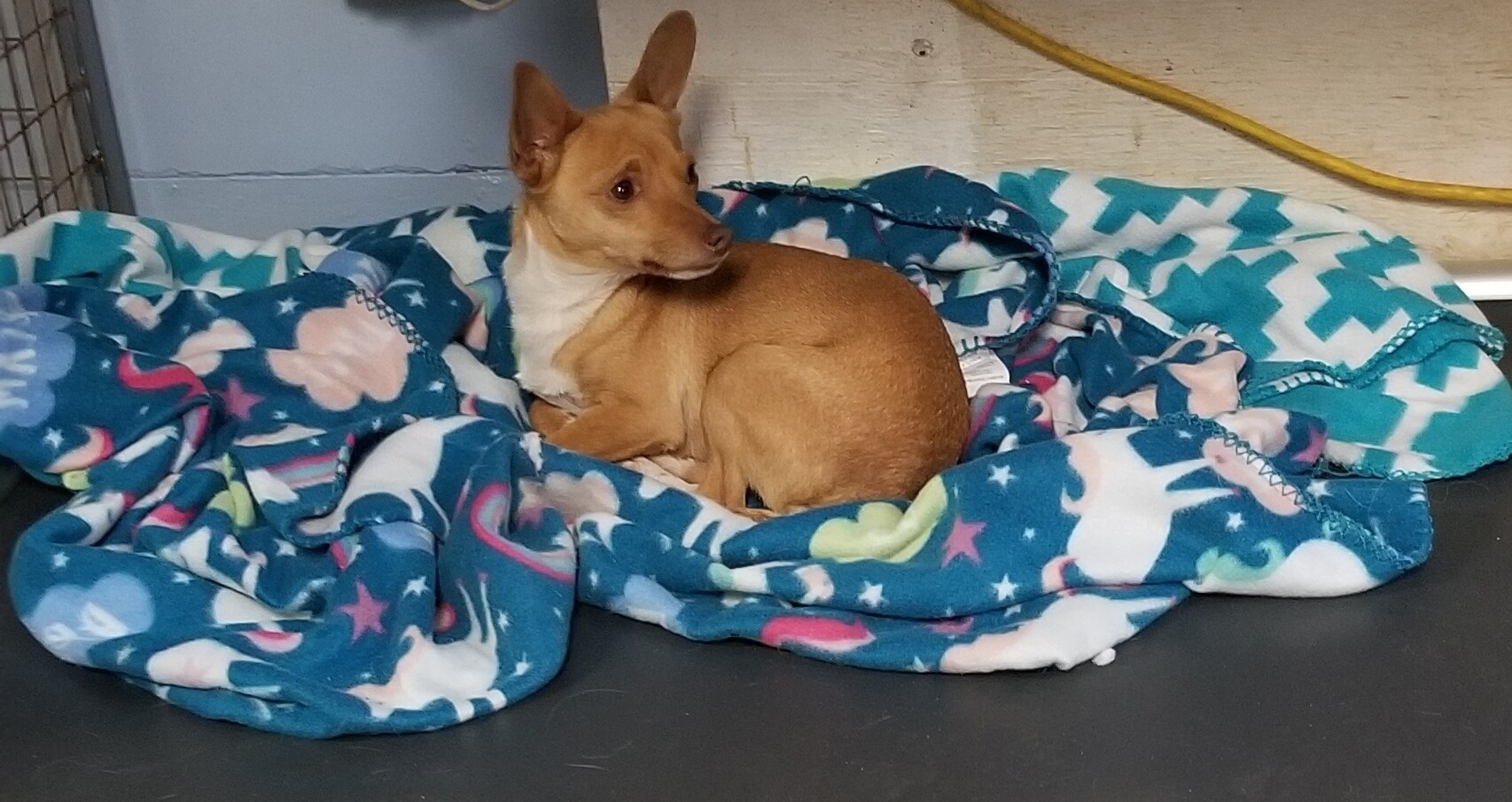 Jase, an adoptable Basenji, Chihuahua in Lodi, CA, 95241 | Photo Image 4