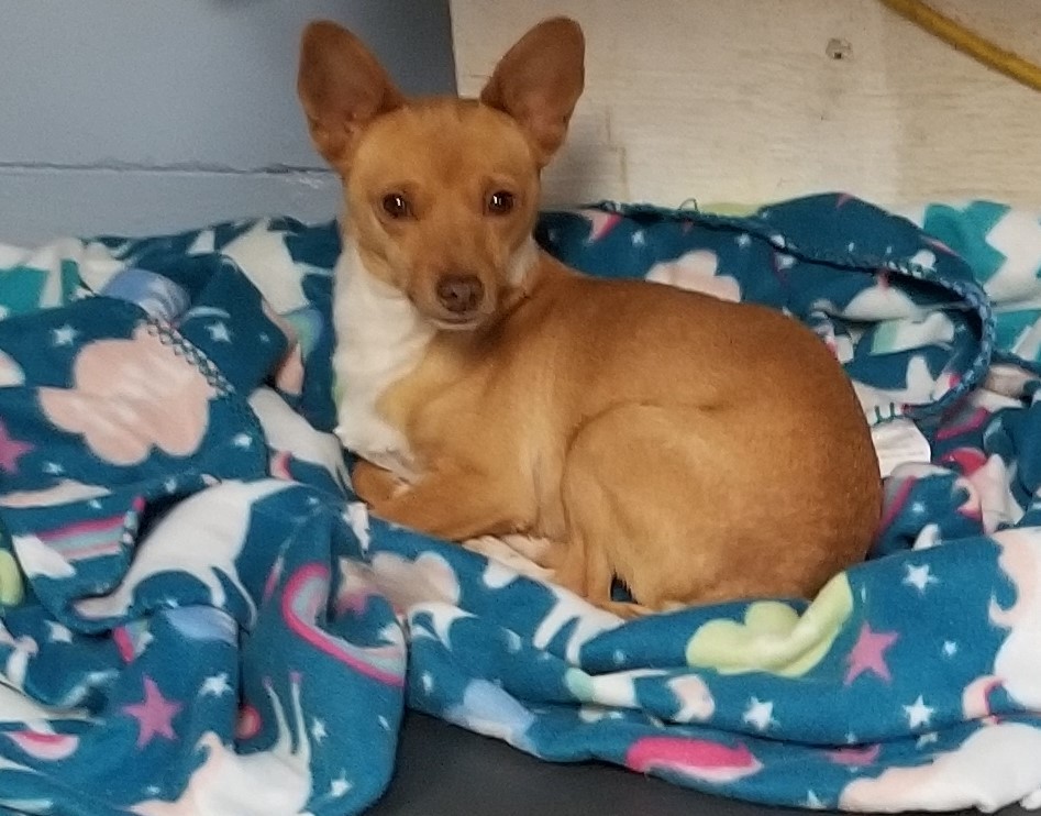 Jase, an adoptable Basenji, Chihuahua in Lodi, CA, 95241 | Photo Image 1