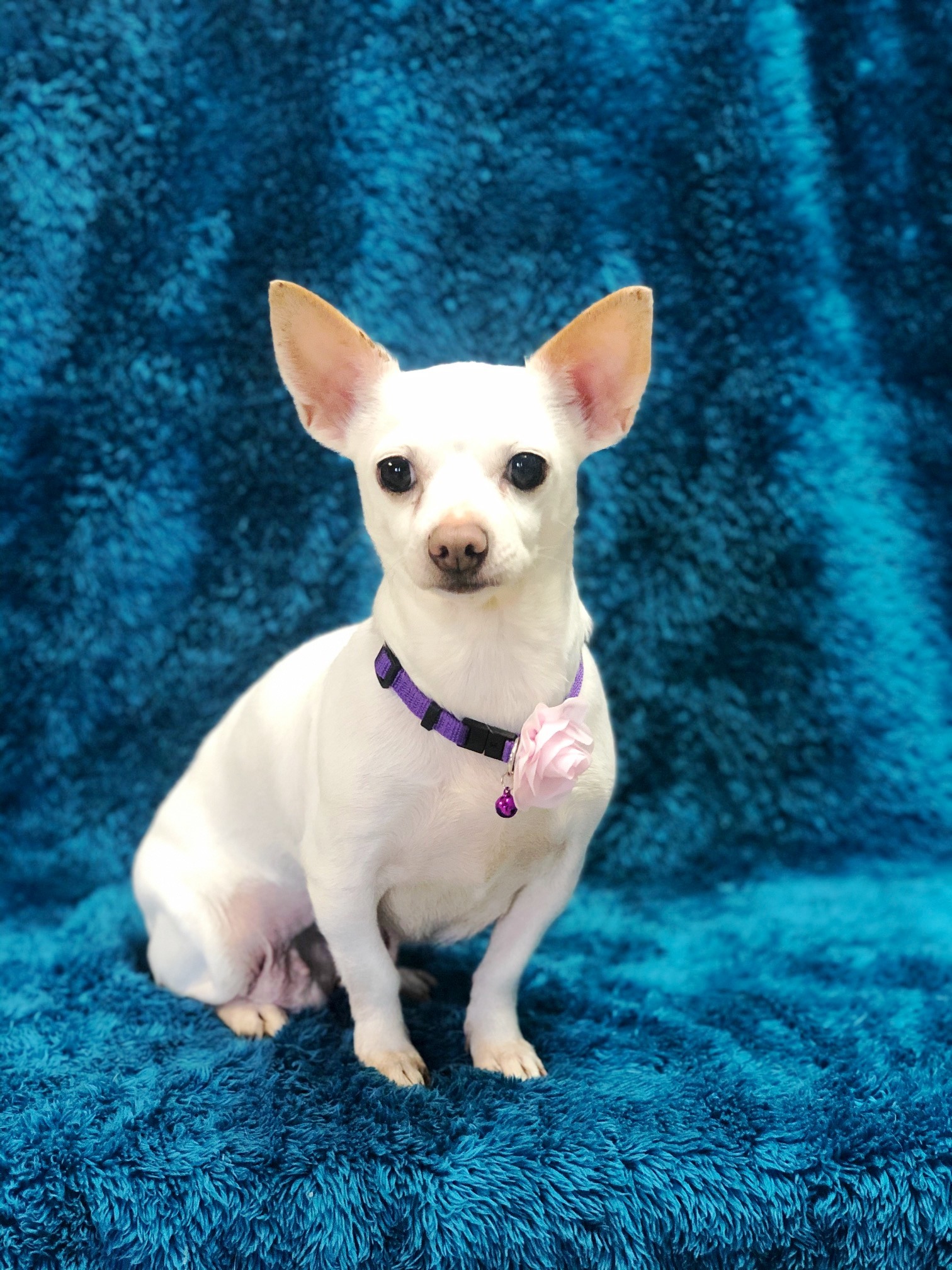 Jase, an adoptable Basenji, Chihuahua in Lodi, CA, 95241 | Photo Image 5
