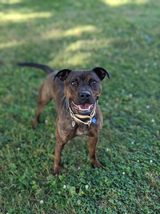 Buster, an adoptable Pit Bull Terrier in Fremont, MI, 49412 | Photo Image 3