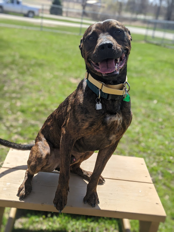 Buster, an adoptable Pit Bull Terrier in Fremont, MI, 49412 | Photo Image 1