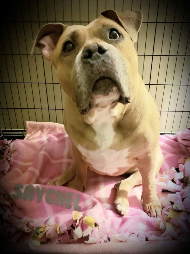 Dog for adoption - Saychel, an English Bulldog Mix in ...