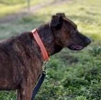 Patton, an adoptable Catahoula Leopard Dog in Fort Myers, FL, 33908 | Photo Image 1
