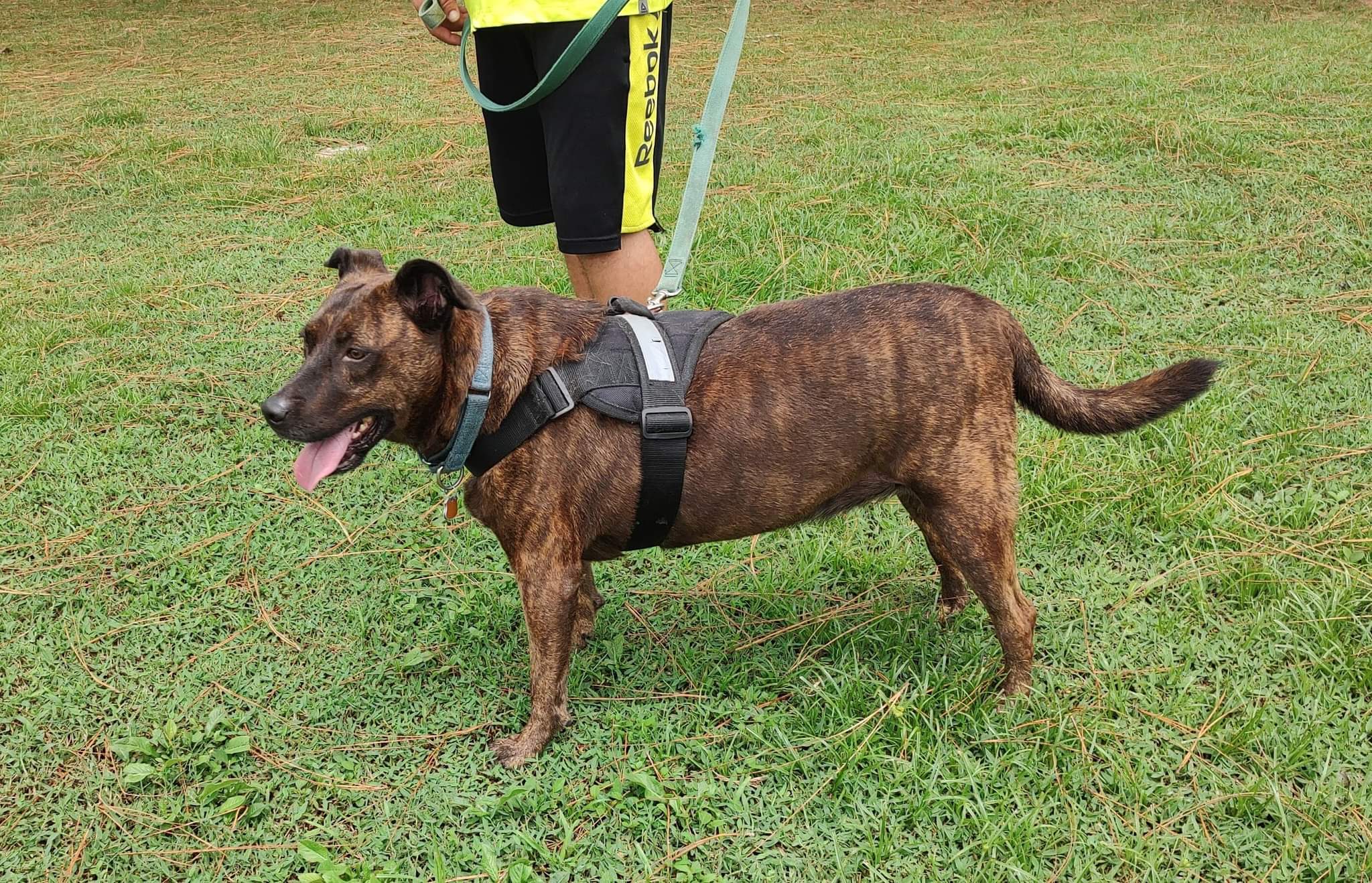 Patton, an adoptable Catahoula Leopard Dog in Fort Myers, FL, 33908 | Photo Image 2