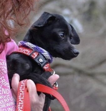 Bamm-Bamm, an adoptable Chihuahua in Florence, KY, 41022 | Photo Image 1